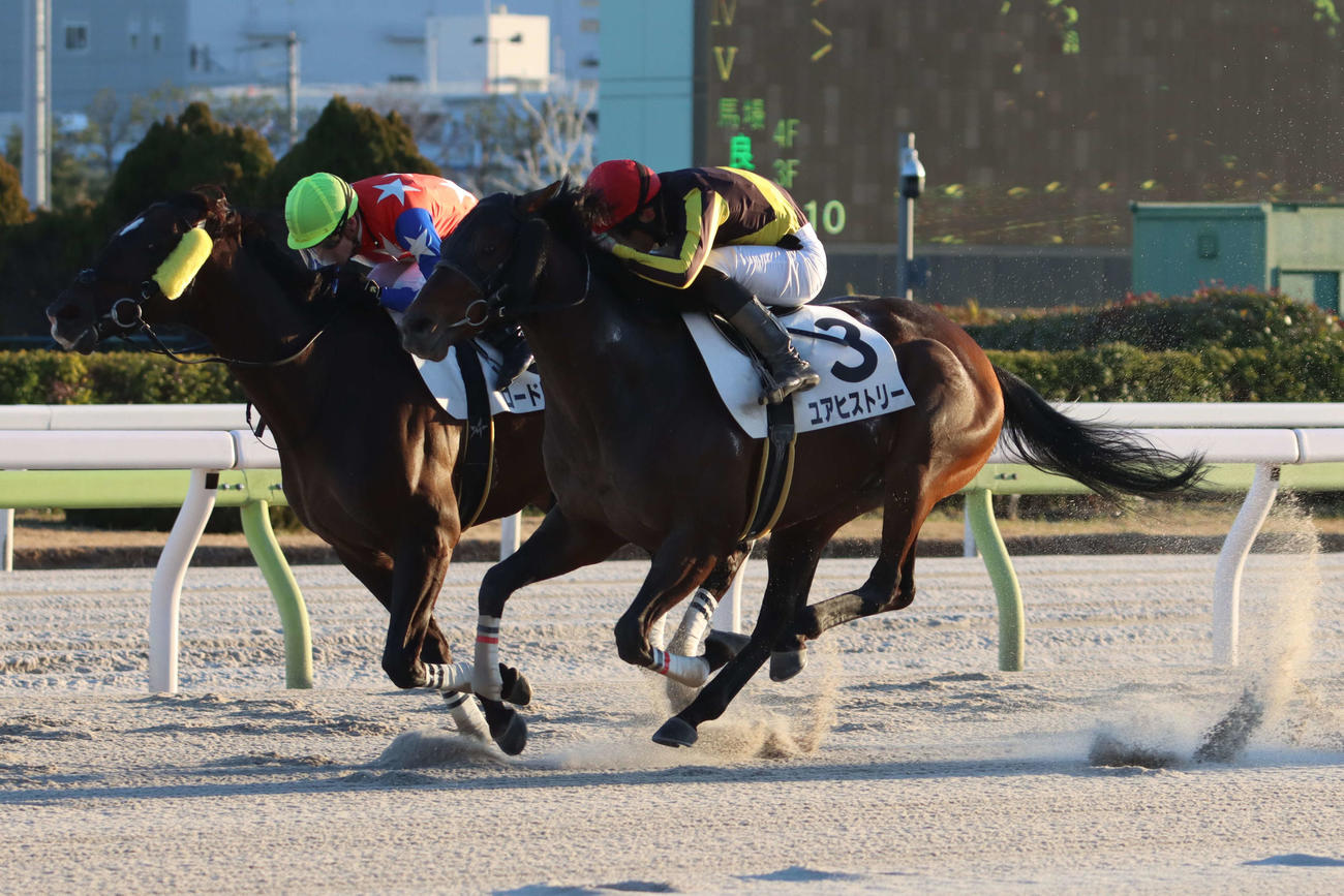 ユアヒストリー（右手前、2024年2月撮影）
