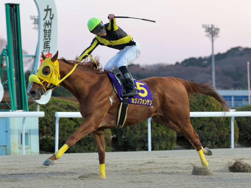 ニッカン・コム杯ゴールドスプリントを制したカジノフォンテンと張田昂騎手（佐賀県競馬組合提供）