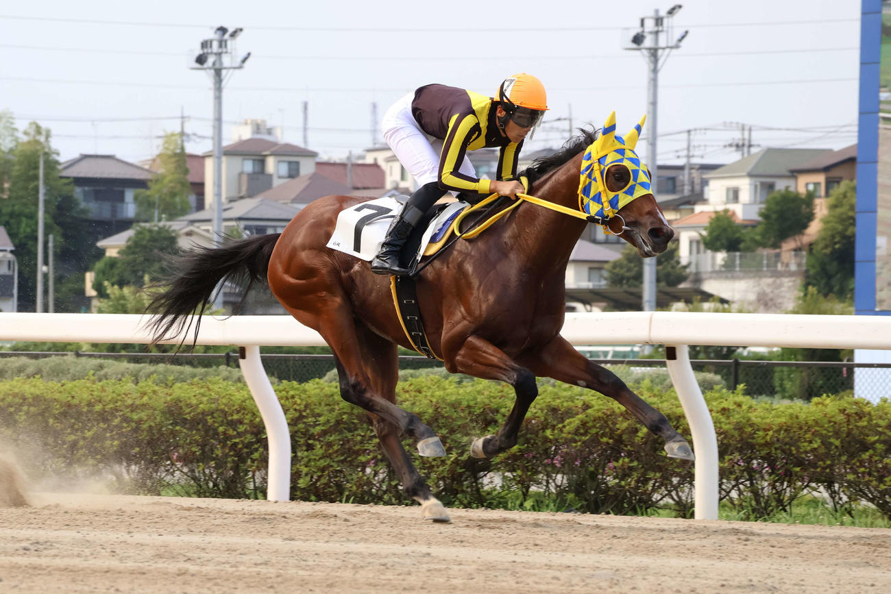 24日、先頭に立ち新選特別を制したアムールピスケスと張田騎手