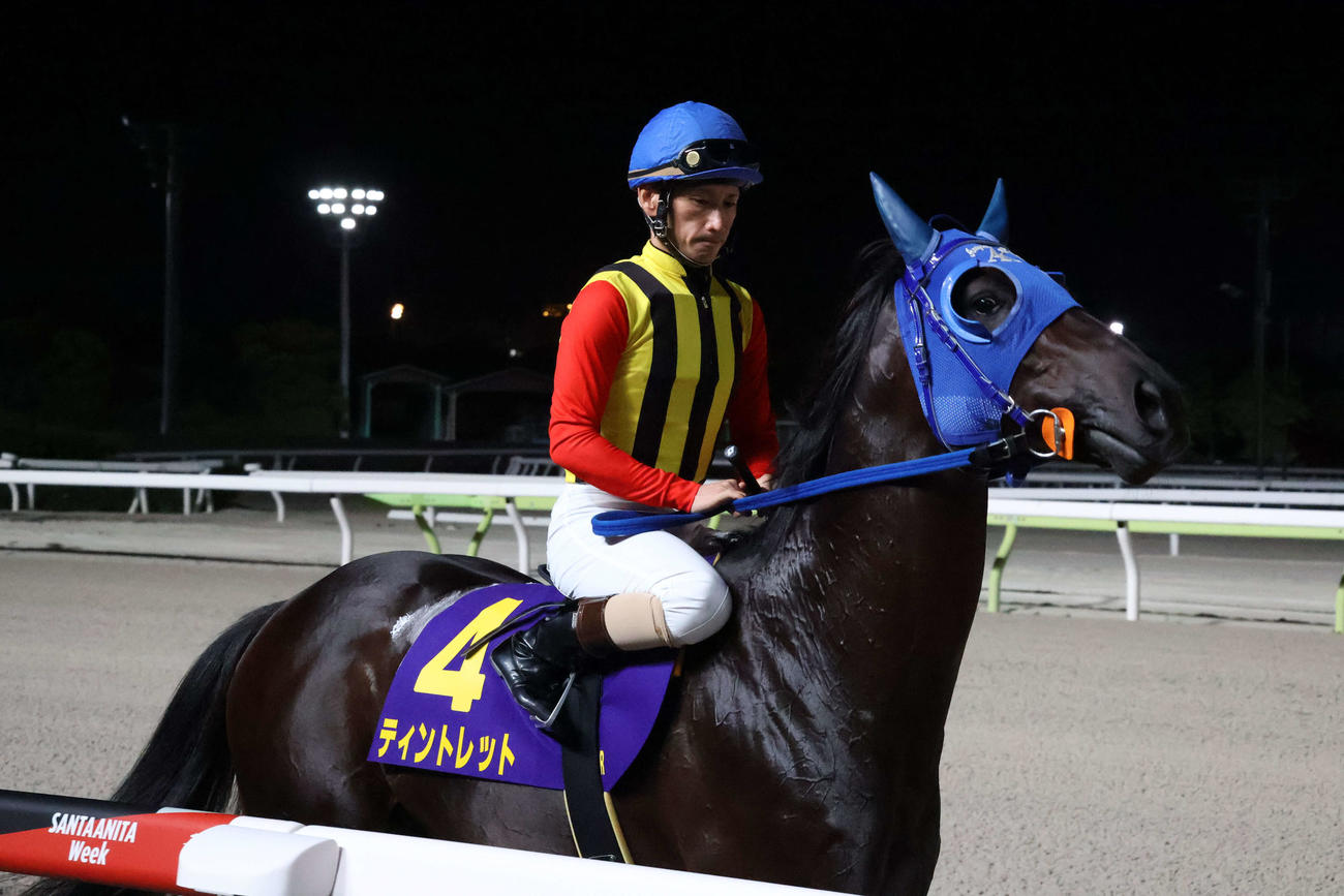 7月、サンタアニタトロフィーで本馬場に入場するティントレットと矢野貴之騎手