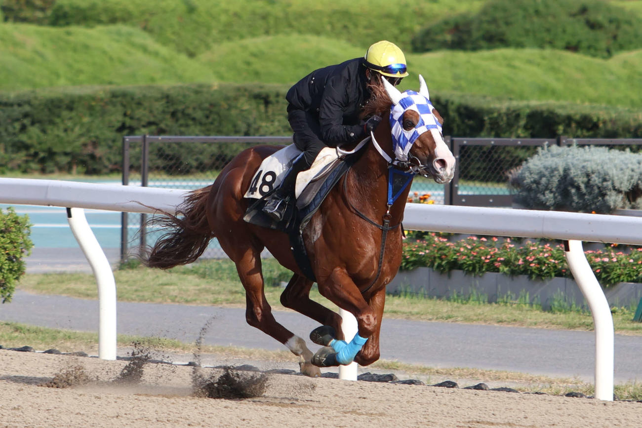 JBCスプリントに向けて追い切られるエンテレケイア