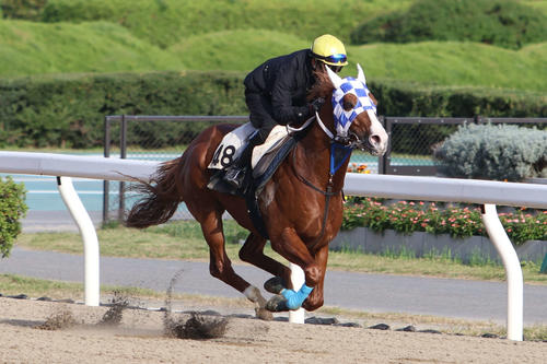 JBCスプリントに向けて追い切られるエンテレケイア