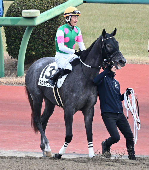 タカイチナダル（2025年1月12日撮影）