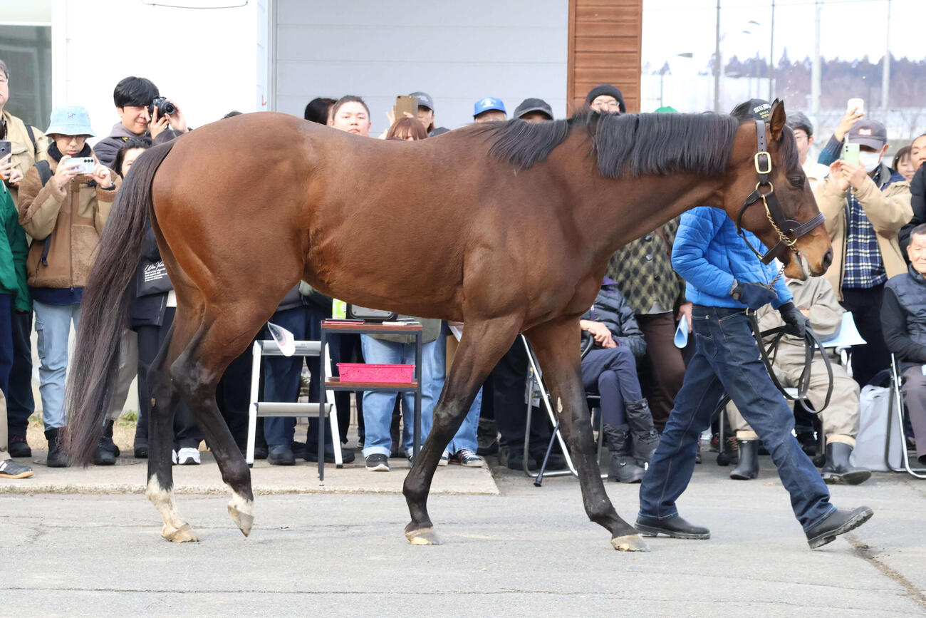 2月21日、種牡馬展示会で関係者やファンの前を周回するライトウォーリア