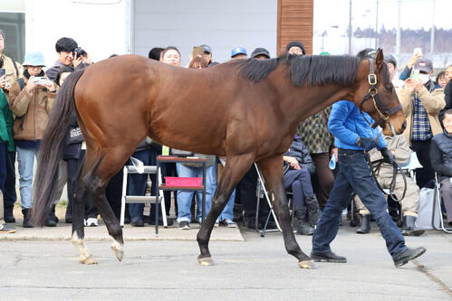 2月21日、種牡馬展示会で関係者やファンの前を周回するライトウォーリア