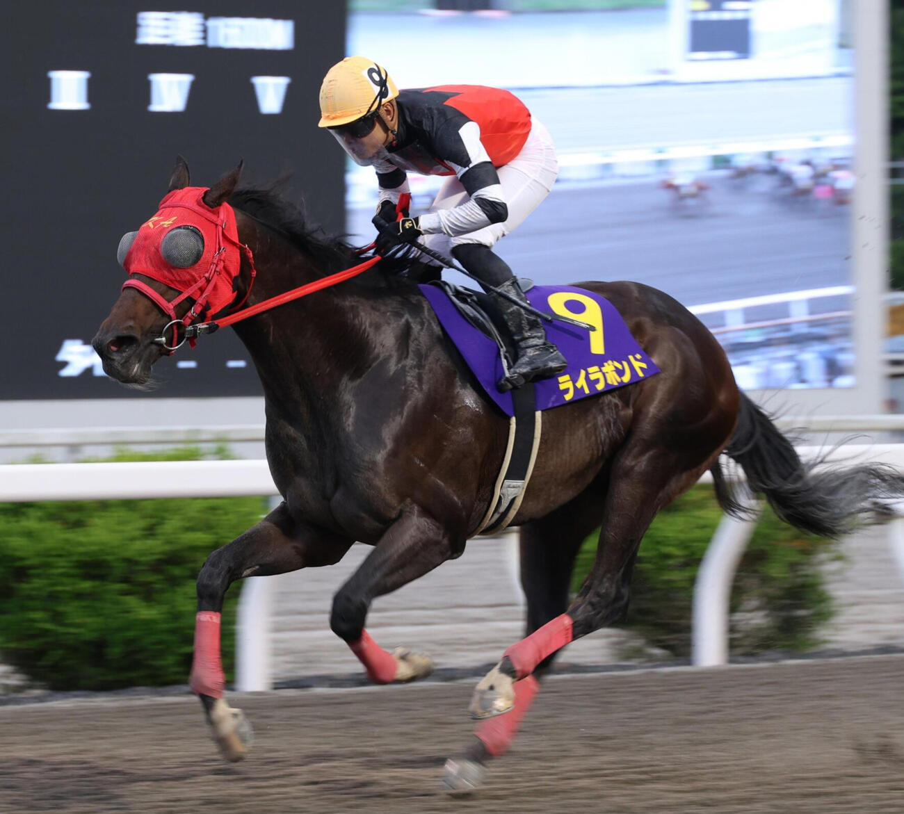 5月24日、2番手から抜け出し福永洋一記念を制したライラボンドと野畑凌騎手（高知県競馬組合提供）