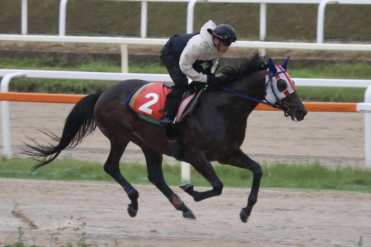 現地での追い切りに向け矢野貴之騎手が騎乗して調整されるディクテオン