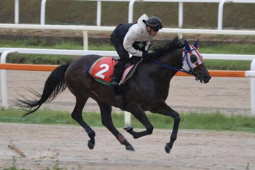現地での追い切りに向け矢野貴之騎手が騎乗して調整されるディクテオン