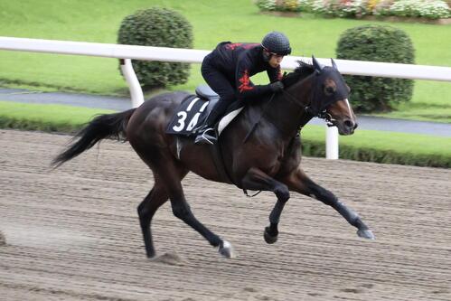 日本テレビ盃に向け野畑凌騎手を背に単走で追い切りを行うベアバッキューン