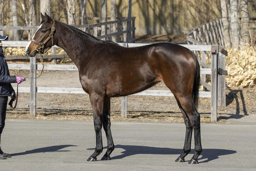 マニーズオンシャーロットの21（NF早来提供）