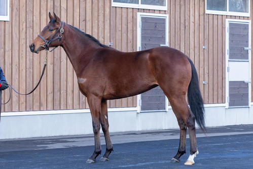 ノーザンファーム空港　ムードインディゴ22