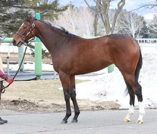 社台ファーム　ララア22