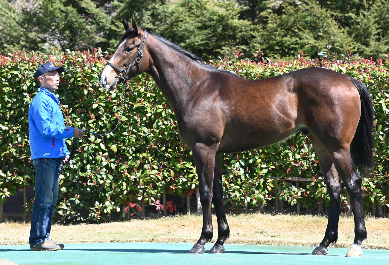 大山ヒルズ　ベルカント22（2024年3月27日撮影）