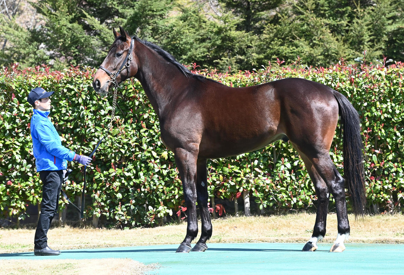大山ヒルズ　ワンダーオブリップス22（2024年3月27日撮影）