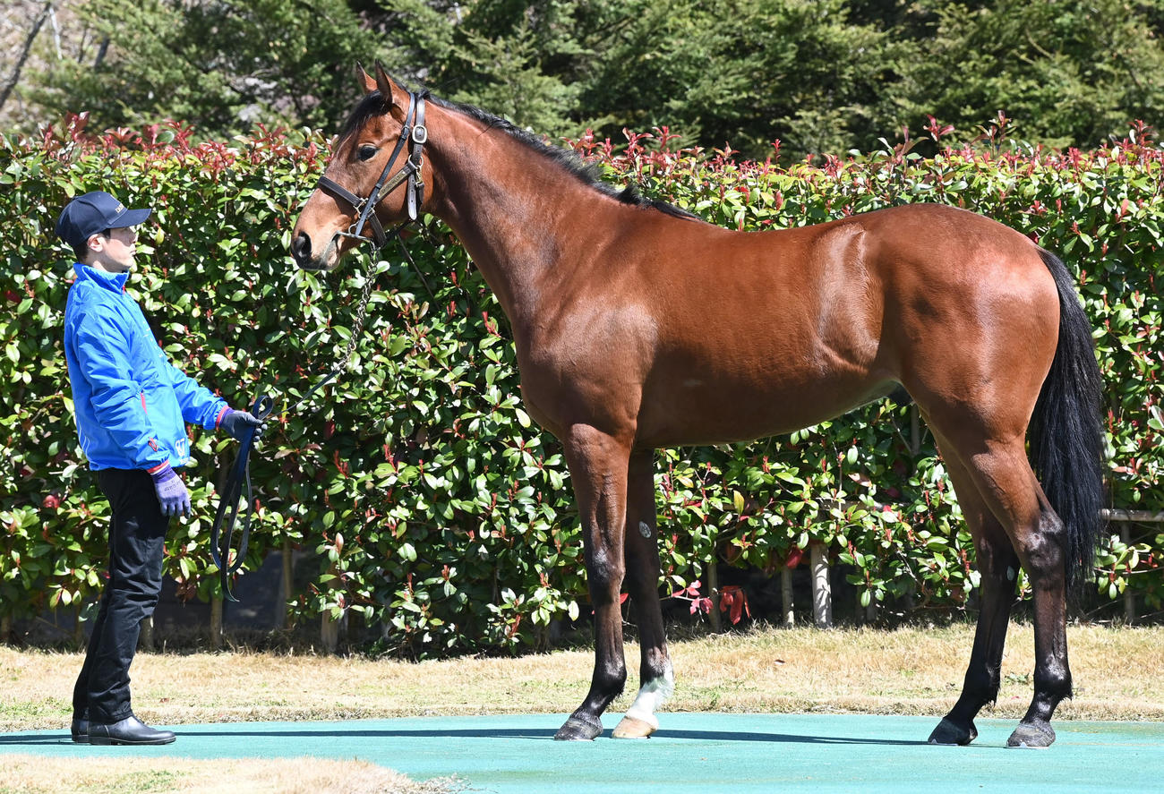 大山ヒルズ　サラシー22