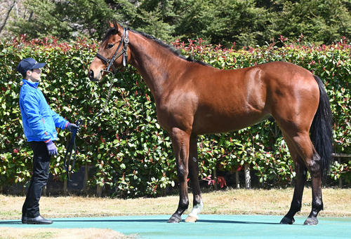 大山ヒルズ　サラシー22