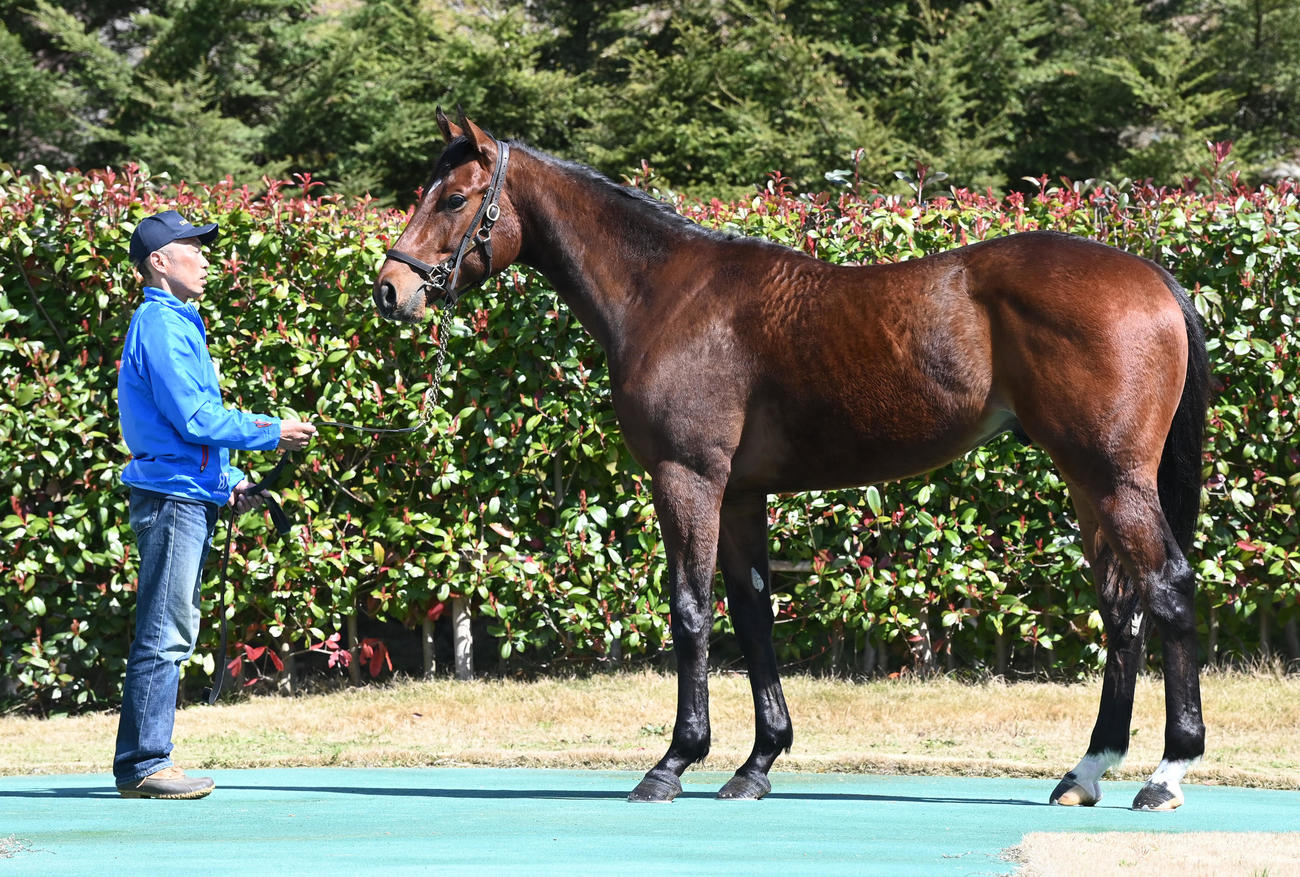 大山ヒルズ　マツリカ22