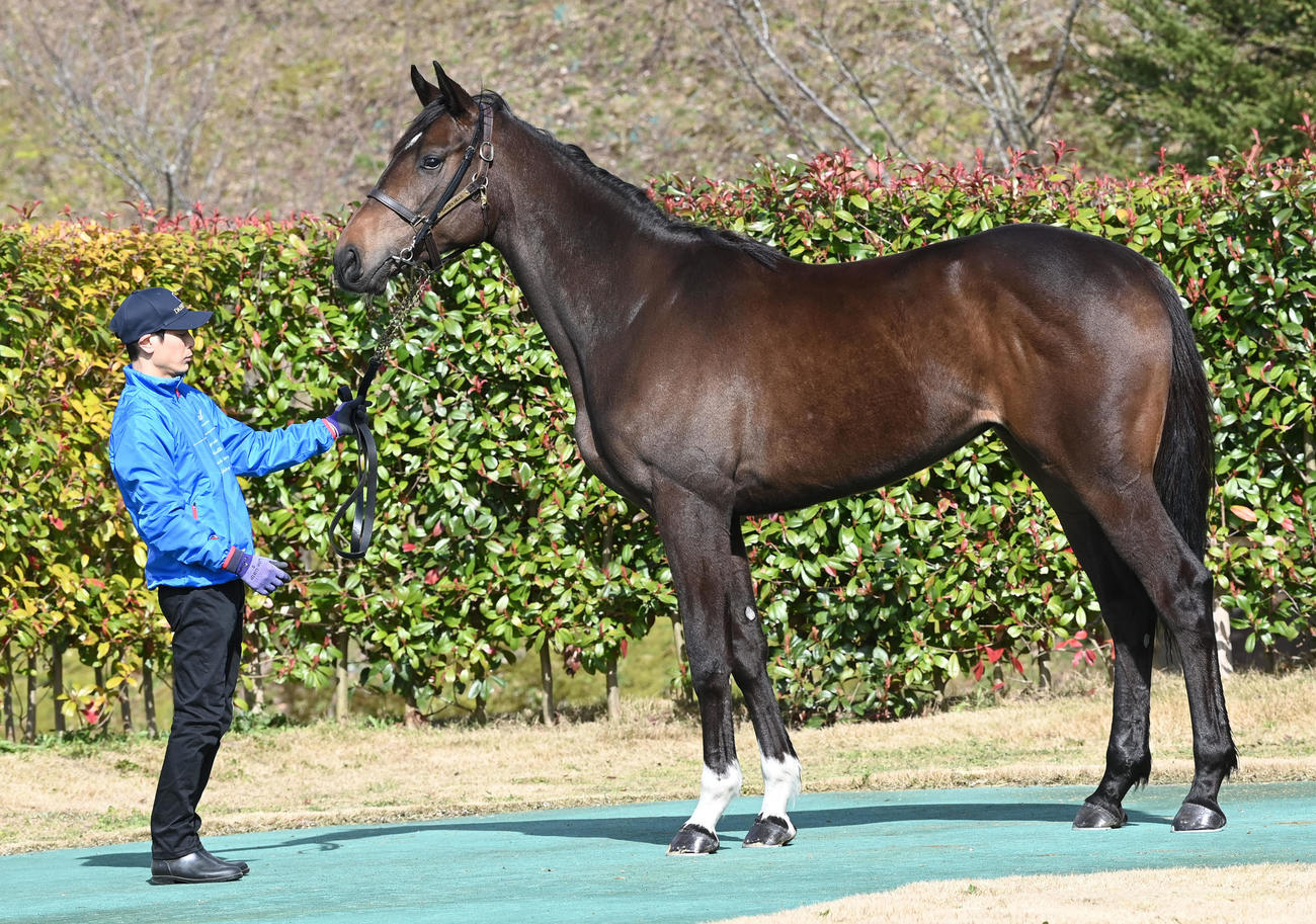 大山ヒルズ　ノイーヴァ22