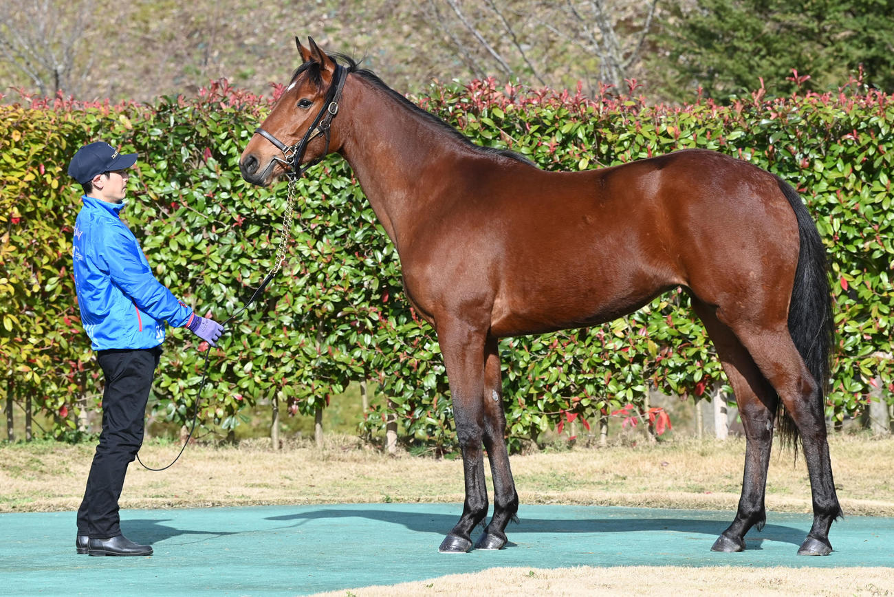 大山ヒルズ　クリアリーコンフューズド22