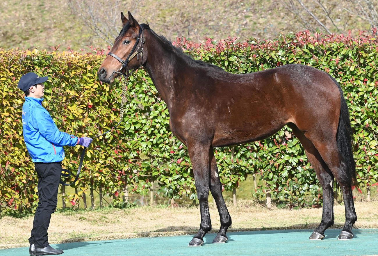 大山ヒルズ　Villa d'Amore22