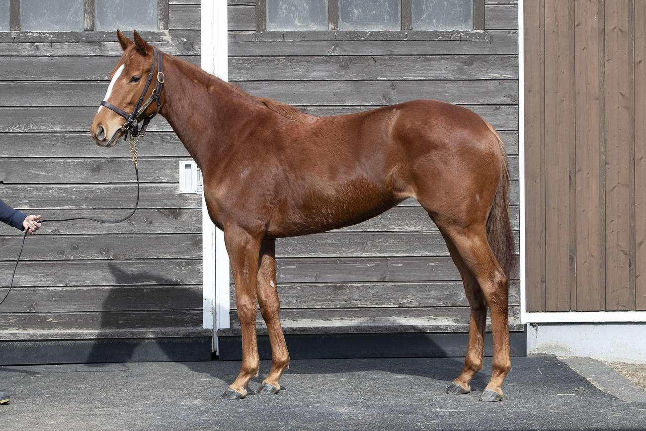 ノーザンファーム空港　マルシュロレーヌの23