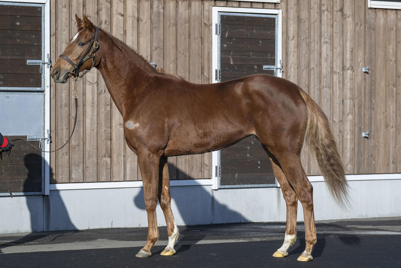 ノーザンファーム空港　フォエヴァーダーリングの23