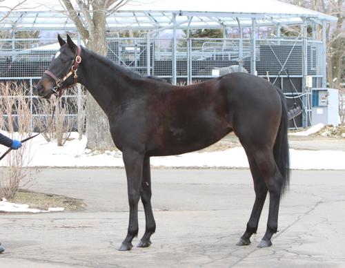 社台ファーム　スピーチの23