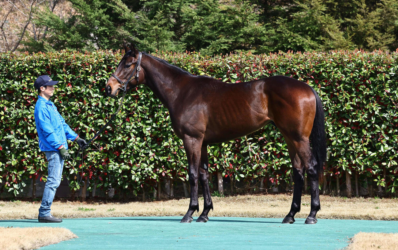 大山ヒルズ　ステラスター23