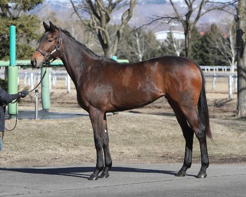 イナダマスの24