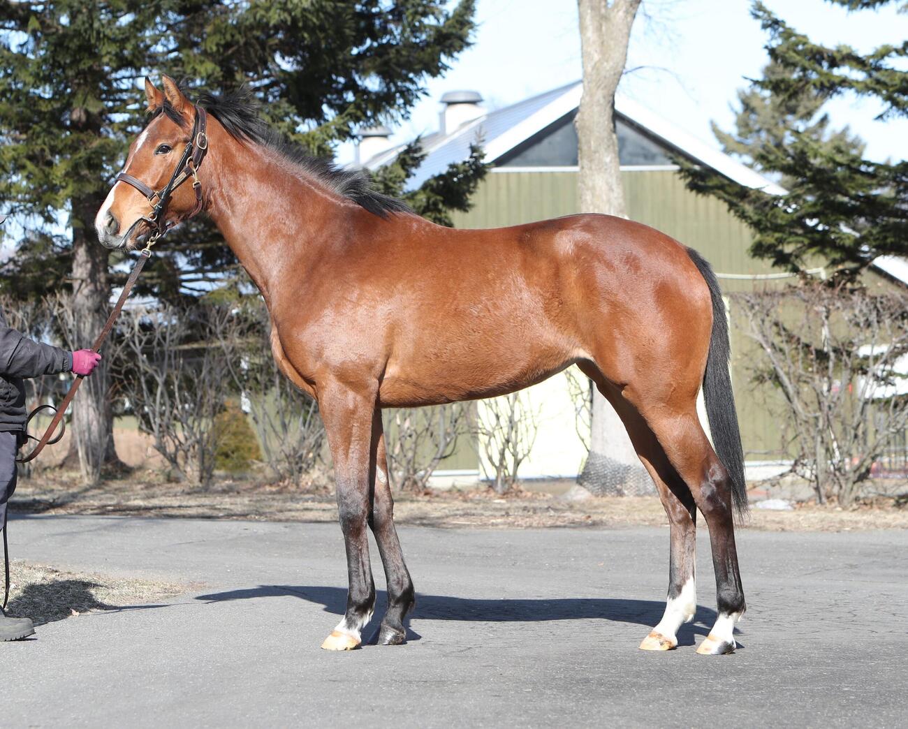 ダイワクンナナの24