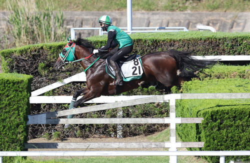 障害試験でシゲルキンセイに騎乗して飛越する小牧加矢太騎手（撮影・白石智彦）