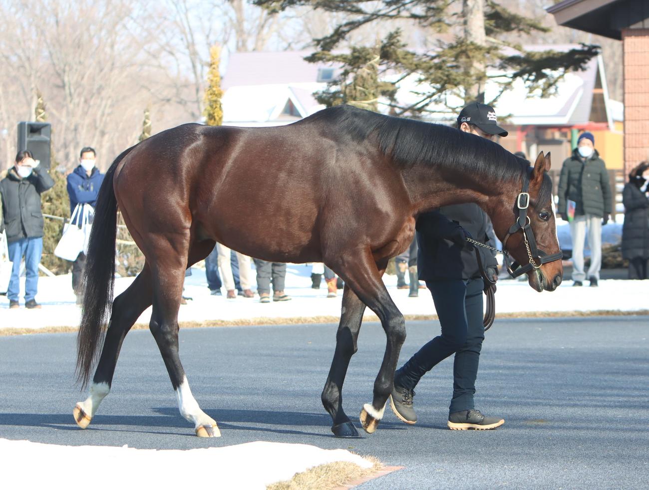 種牡馬展示会でのホットロッドチャーリー（撮影・奥村晶治）