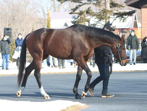 種牡馬展示会でのホットロッドチャーリー（撮影・奥村晶治）