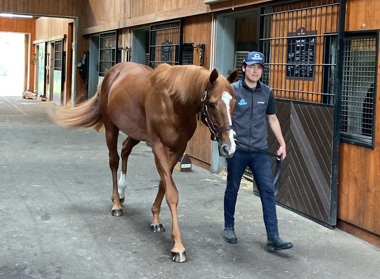15歳でも若々しい馬体を保つオルフェーヴル（撮影・太田尚樹）