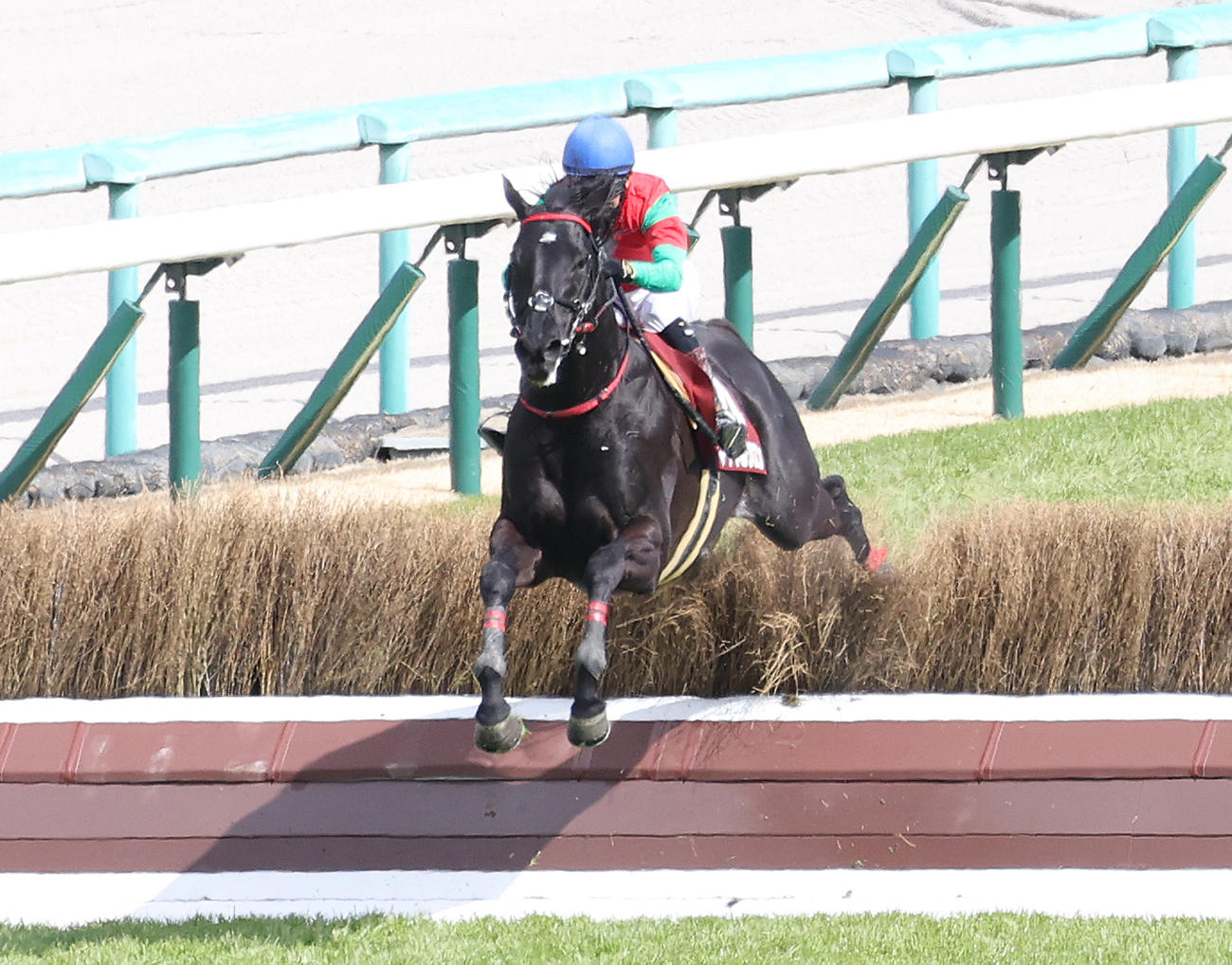 9日、阪神スプリングJ、最終障害を飛越するマイネルグロンと石神深騎手（撮影・白石智彦）