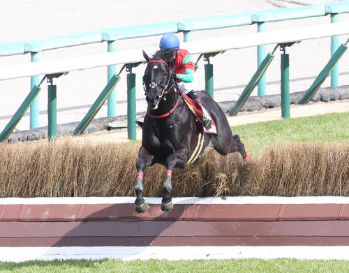 9日、阪神スプリングJ、最終障害を飛越するマイネルグロンと石神深騎手（撮影・白石智彦）