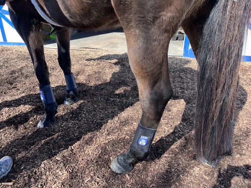 株式会社ABELが開発する「EQUTUM（エクタム）」を脚に装着した競走馬（ABEL提供）