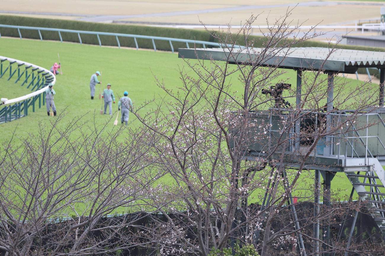 3月31日時点で、開花したばかりの向正面の桜（撮影・白石智彦）