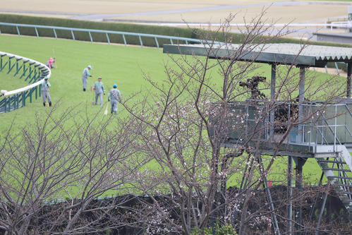 3月31日時点で、開花したばかりの向正面の桜(撮影・白石智彦)