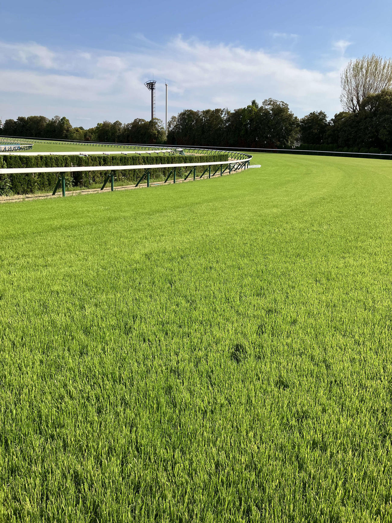 内ラチ沿いの芝を張り替えた京都競馬場第4コーナー（撮影・明神理浩）
