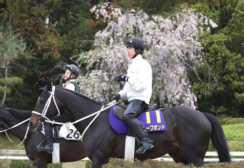 しだれ桜をバックに運動するディープボンド（撮影・白石智彦）