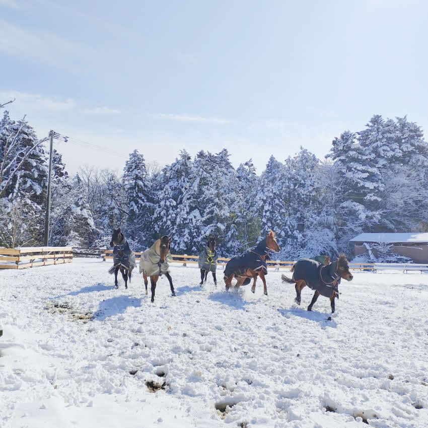 雪が積もる放牧地を駆け回る、厩舎みちくさにけい養される馬たち（厩舎みちくさ提供）