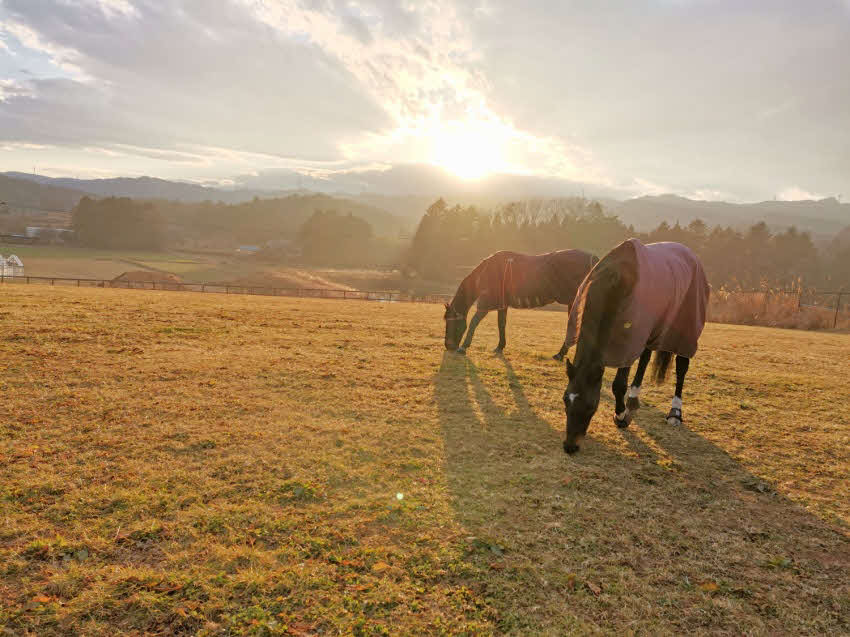 放牧地で草を食べる、厩舎みちくさにけい養される馬たち（厩舎みちくさ提供）