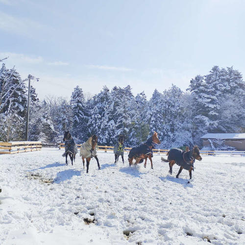 雪が積もる放牧地を駆け回る、厩舎みちくさにけい養される馬たち（厩舎みちくさ提供）