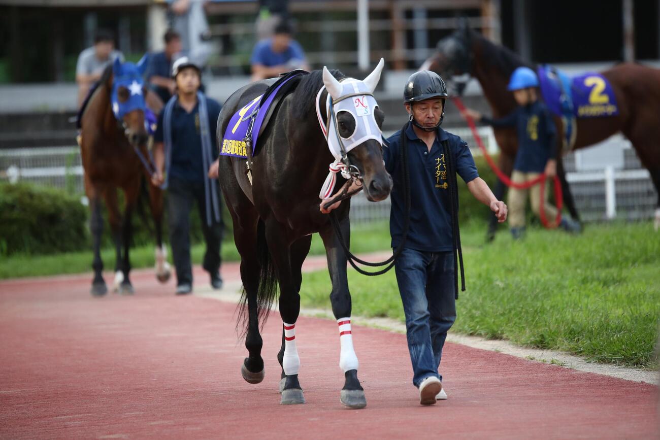 マイネルバルビゾン（高知県競馬組合提供）