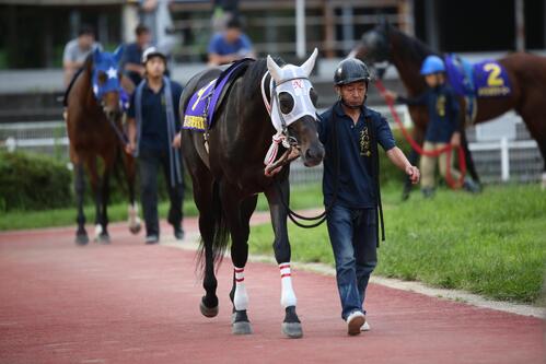 マイネルバルビゾン(高知県競馬組合提供)