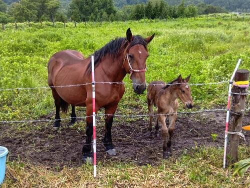 澤井ファームにけい養されている母子。右は5月に生まれたメジロゴーリキ産駒の牝馬