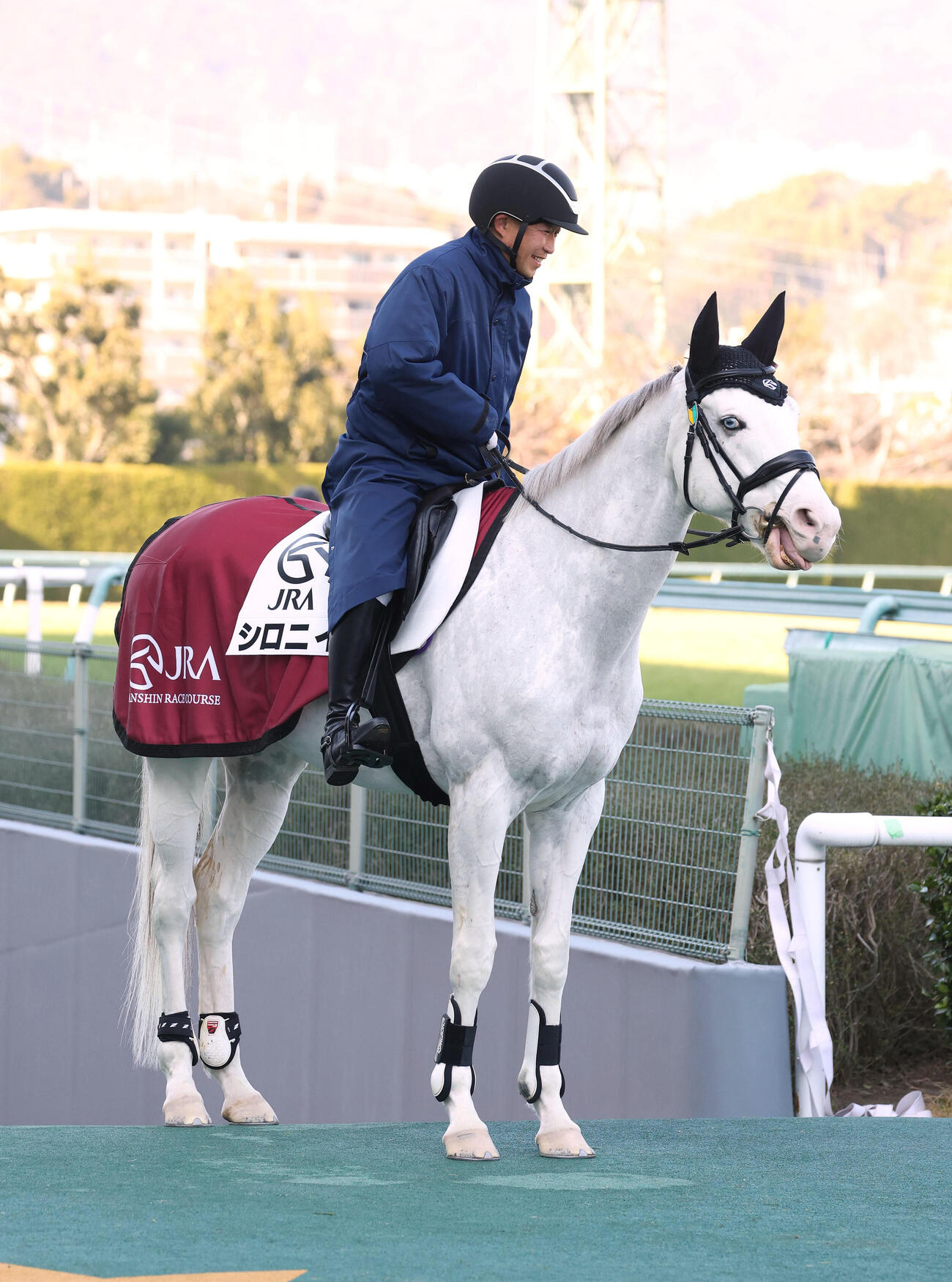 誘導馬になったシロニイ（2023年12月撮影）