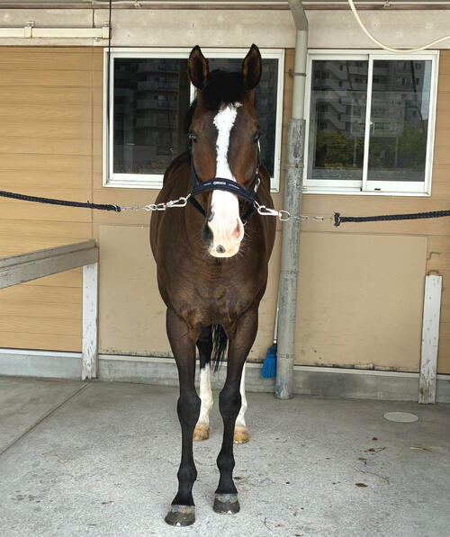 誘導馬として高い適性を見せるマテンロウオリオン