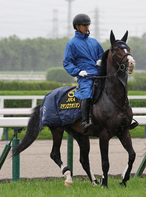 6月7日、阪神5R2歳新馬で誘導馬デビューを果たしたマテンロウオリオン